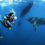 Dive into Adventure: The Ultimate Whale Shark Tour Sumbawa Experience